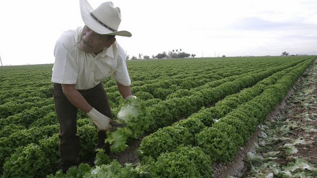 Trabajador mexicano en un campo de lechugas en Estados Unidos.