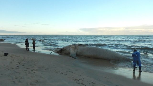 Baleia encalhada em praia brasileira
