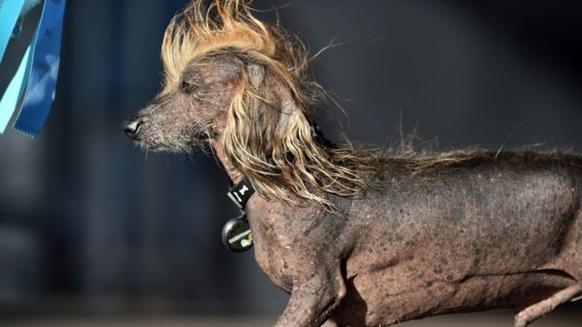 Muere Zsa, la bulldog elegida el perro más feo del mundo de 2018 - BBC News Mundo