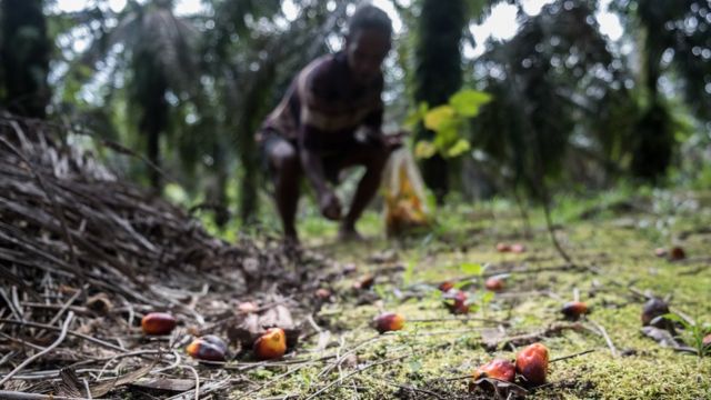 Orangi kabilesi üyesi palmiye yağı fabrikalarına satmak üzere meyve topluyor