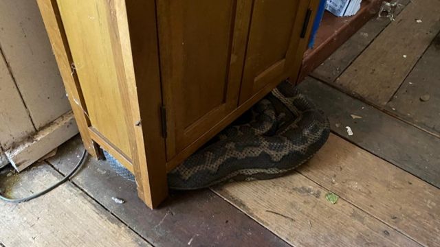 Snake catcher removes seemingly endless number of snakes from rood of home  in Australia 