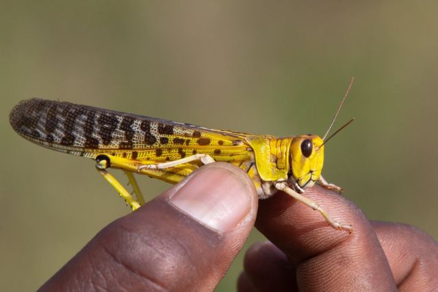 A hand holds a desert locust