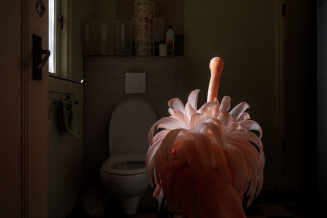 Seekor burung flamingo berdiri di atas toilet