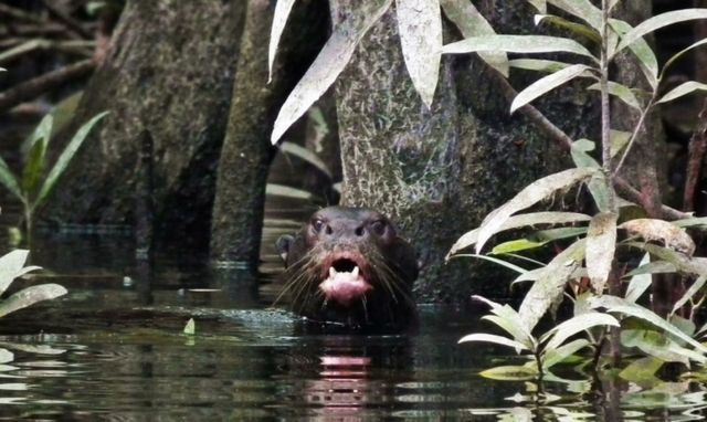 Ariranha em rio no noroeste da Amazônia