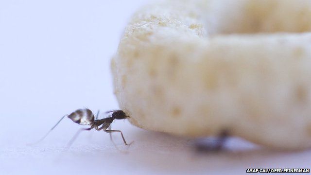 ant lifting cheerio