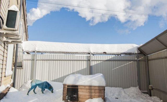 Blue-coated dog at vets' in Nizhny Novgorod, Russia, 19 Feb 21