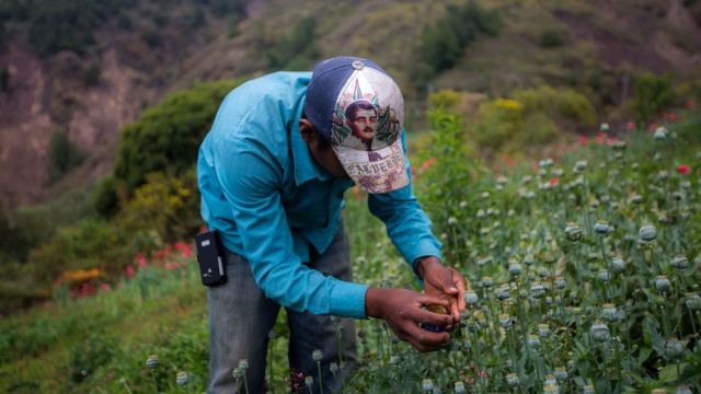 Cultivo de amapola en Guerrero
