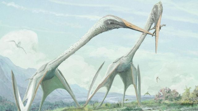 Azhdarchid pterosaurs