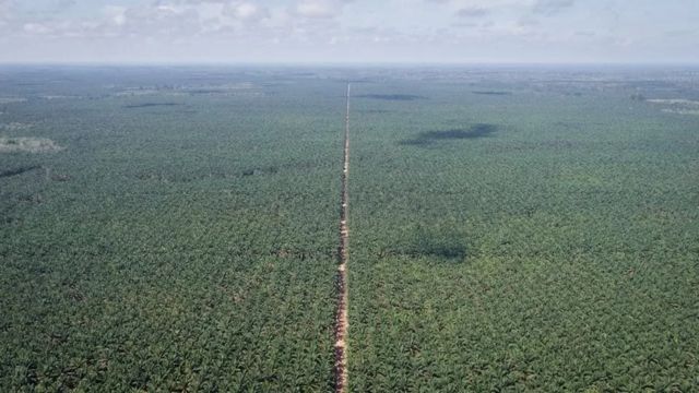 செம்பனை தோட்டம்