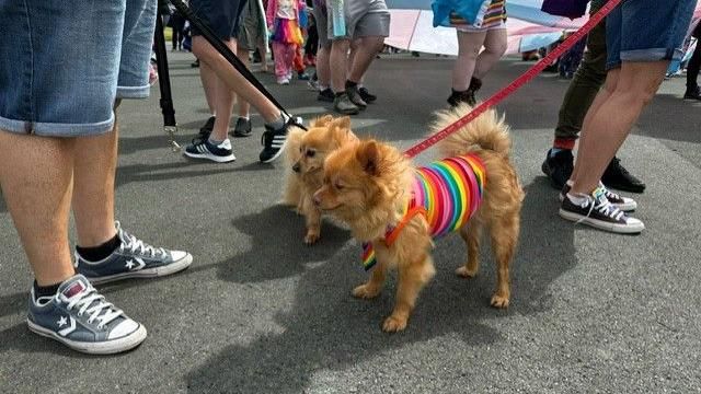 A pair of dogs at the Pride event