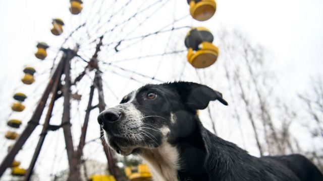 собака в Чорнобилі