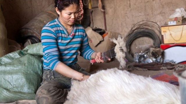 Mongolian woman shearing a goat