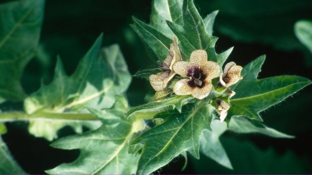 A flor da 'Hyoscyamus niger