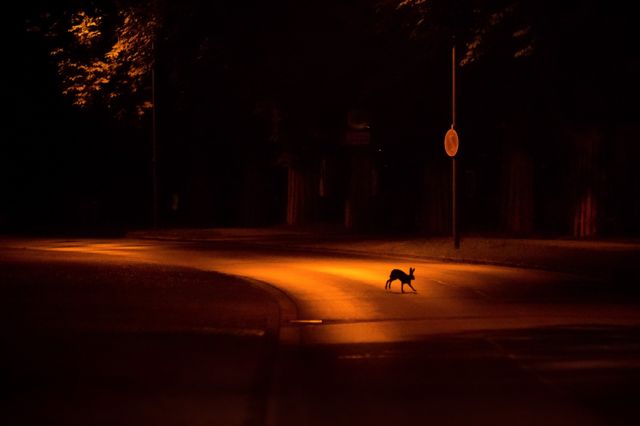 A hare runs across a road at night in Kassel, Germany.