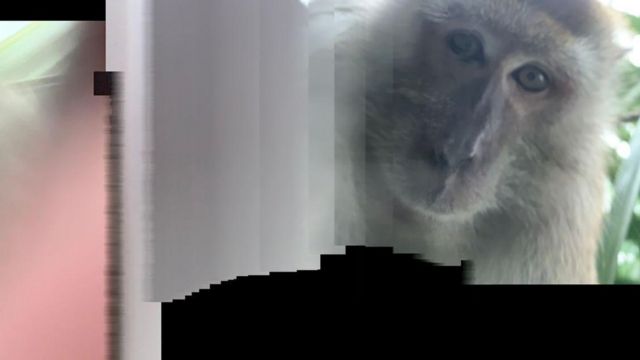 Još jedna fotografija majmuna koju je Zakrid pronašao na svom telefonu