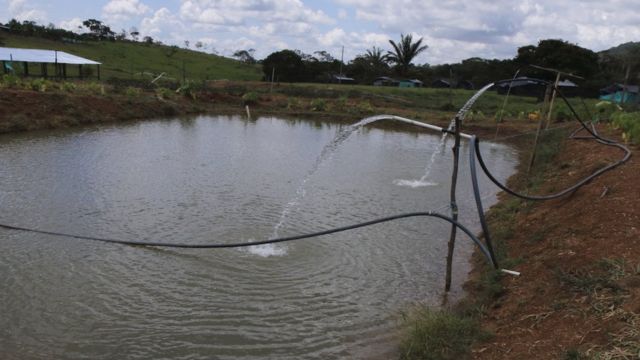 Estanque de piscicultura (Foto: Natalio Cosoy/ BBC Mundo)