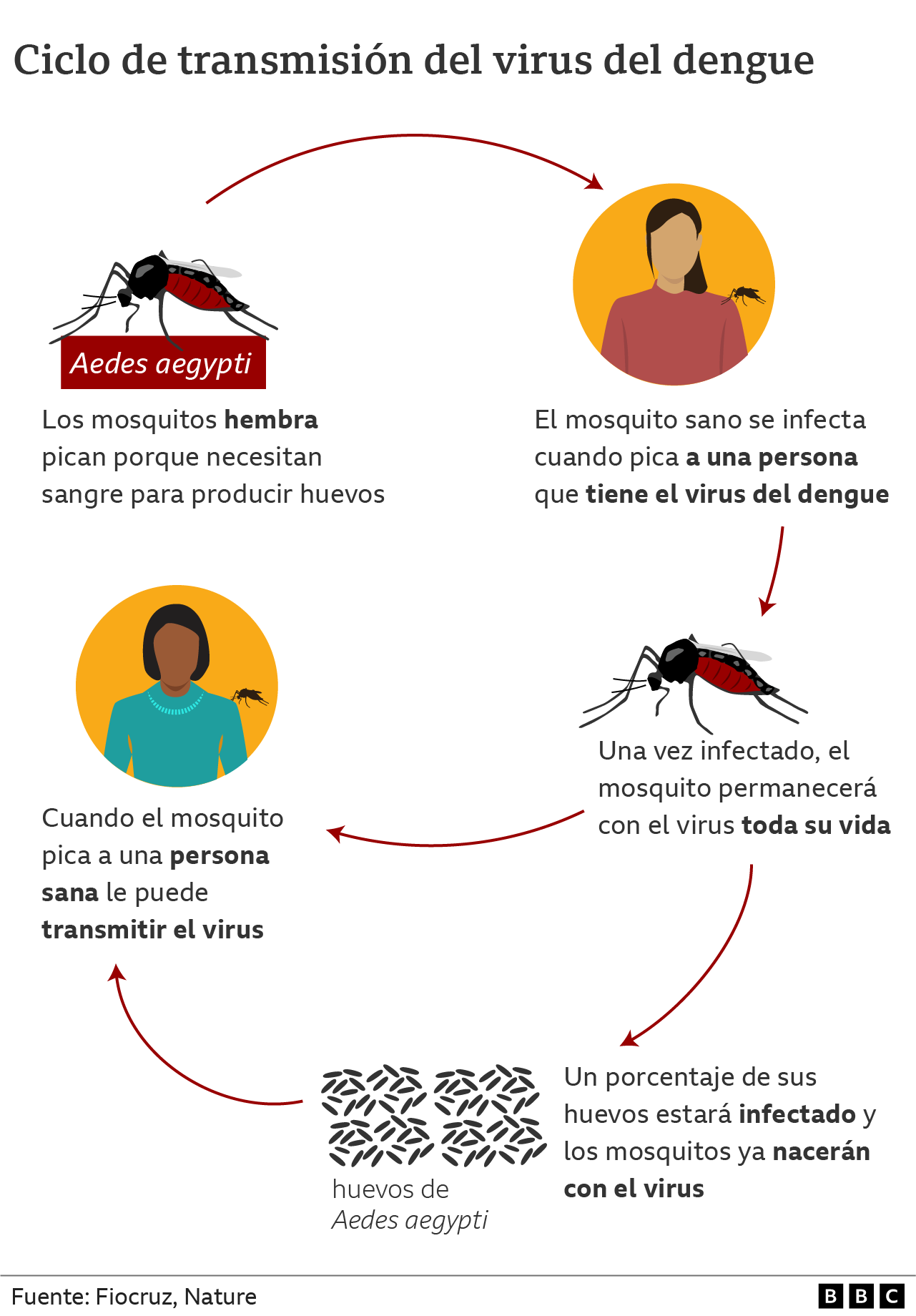 Gráfico sobre el ciclo de transmisión del virus del dengue