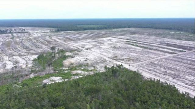 Kebun singkong untuk food estate mengambil habitat orang utan. 