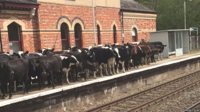 इंग्लैंड के हेवर स्टेशन के प्लेटफॉर्म पर पहुंचा गायों का झुंड