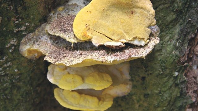 Pseudofibroporia citronella, China