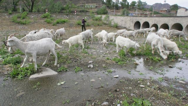Cabras em leito de rio