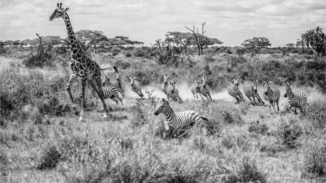 Giraffe and zebra running