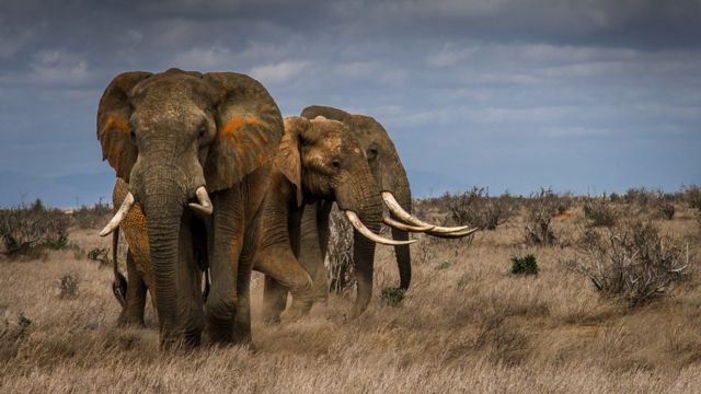 Słonie afrykańskiej sawanny