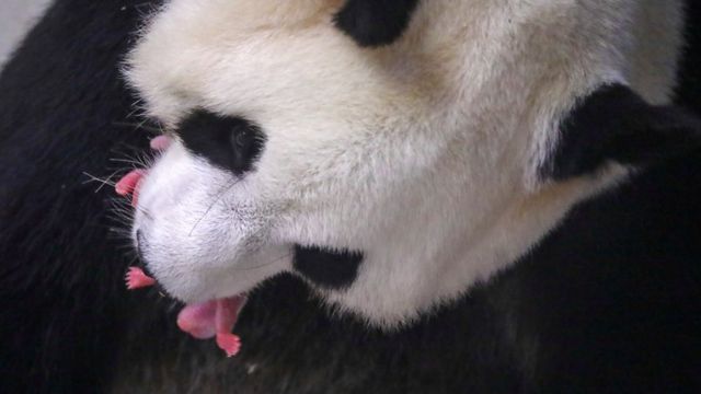 Pandas gêmeos recém-nascidos com a mãe