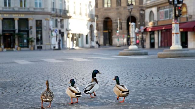 Ducks walk on an empty Paris street