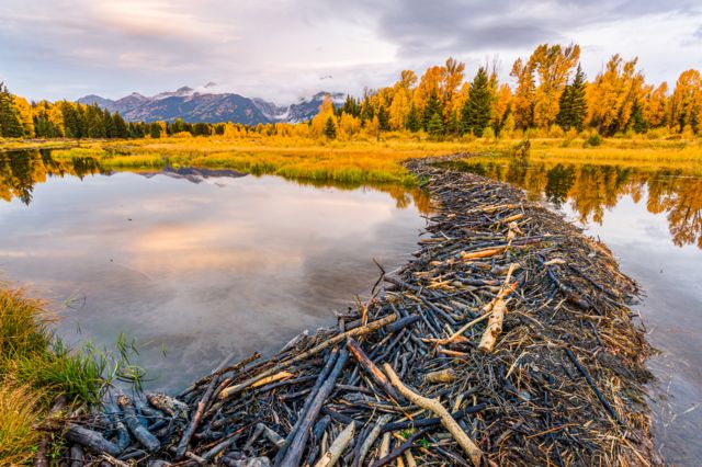 A beaver dam at sunset in the Grand Teton national park in Wyoming, USA