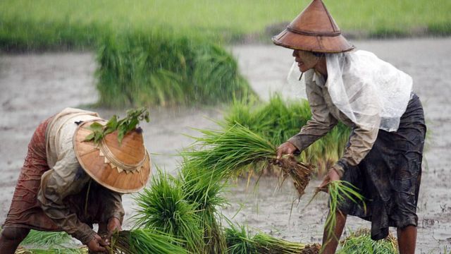 ဆန်ကို ပြည်ပတင်ပို့တာထက် စပါးကို တိုက်ရိုက်ပြည်ပ တင်ပို့ဖို့ အစိုးရ ဘက်က ကြိုးပမ်းမှုတွေရှိနေ