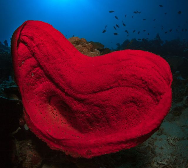 Petrosia lignosa, red heart-shaped sponge