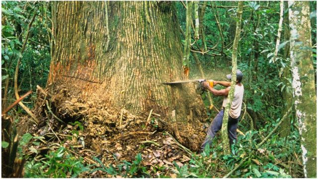 Árvore sendo cortada na Amazônia