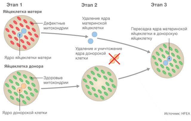 устранение дефектов яйцеклетки