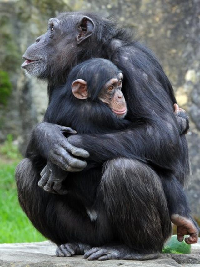 Chimpanzés comem cérebro de macacos bebês. Saiba o porquê