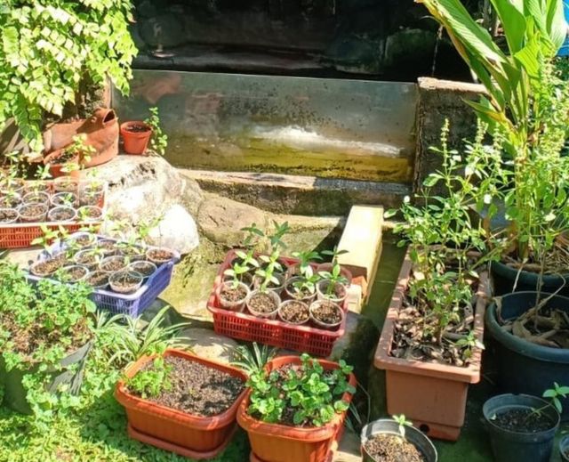 berkebun di rumah