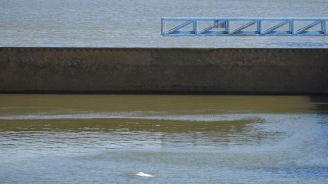 La ballena beluga fotografiada el sábado saliendo a tomar aire entre dos esclusas en el río Sena.
