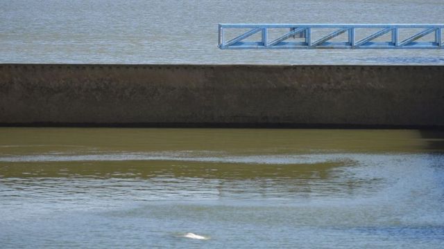 Morre beluga que estava perdida no rio Sena, na França, Mundo