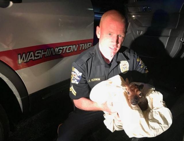 Polisi menyelamatkan bayi rusa.