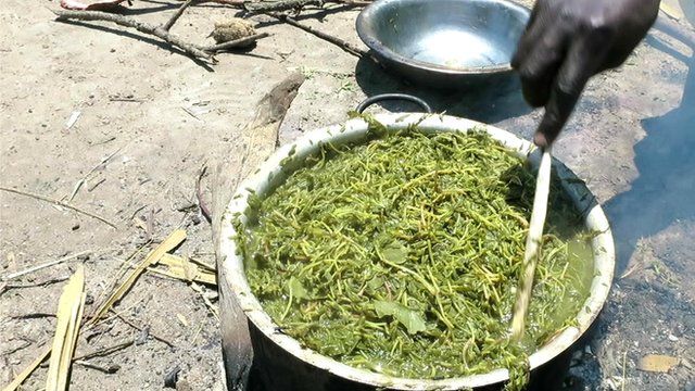 Woman cooking grass and leaves