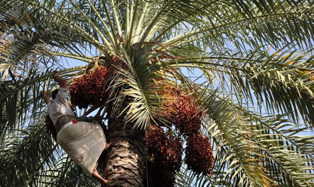 Hombre trepado a una palmera cargada de dátiles