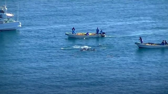 Barcos cercam golfinhos enquanto fazem barulho com instrumentos na água para capturá-los