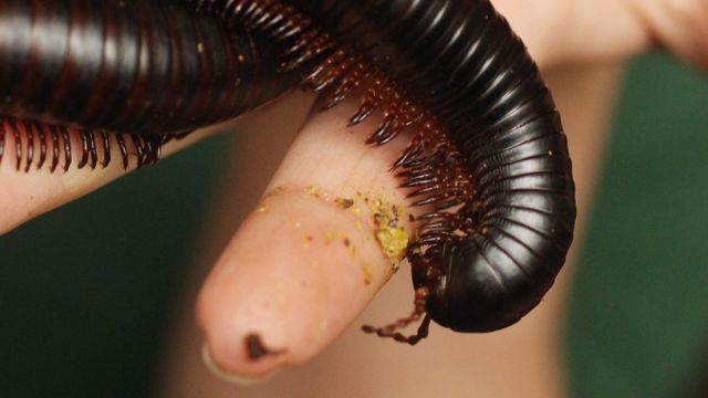 Многоножка