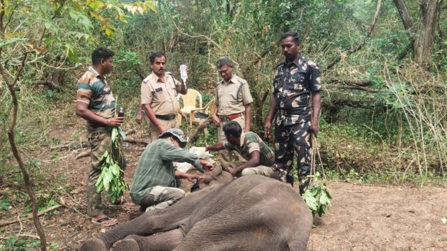 யானைகள் உயிரிழப்பு