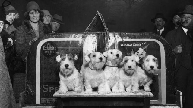 Sealyham terriers