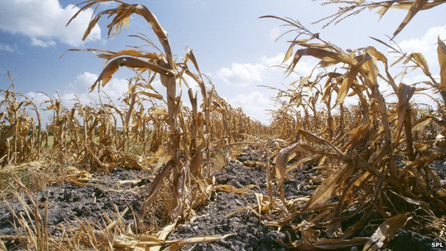 global-warming-increases-food-shocks-threat-bbc-news