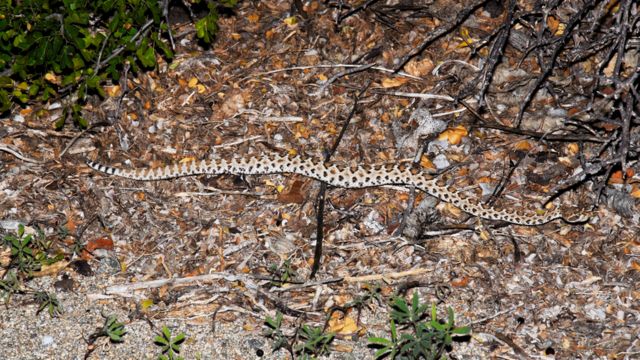 A ilha do litoral de São Paulo com a segunda maior concentração de cobras  do planeta - BBC News Brasil