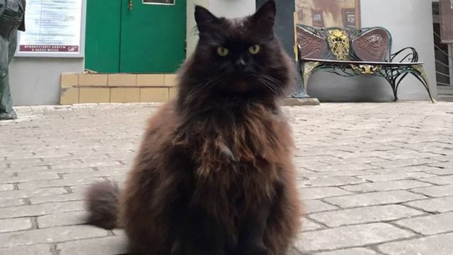 ロシアの博物館から盗まれた スタッフ 猫 無事帰還 ソーシャルメディア歓喜 cニュース