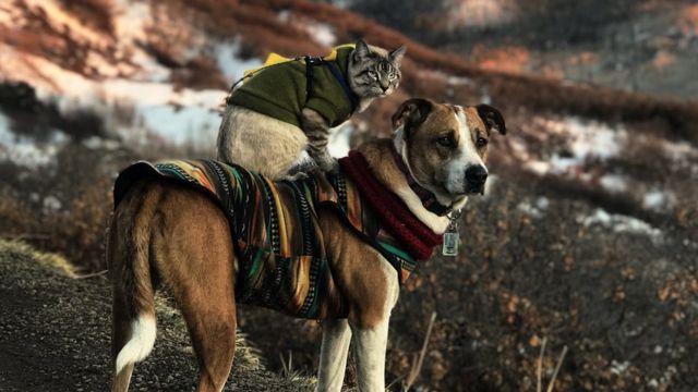 O cachorro Henry em uma montanha gelada, com o gato Baloo nas suas costas - ambos protegidos com roupas de frio