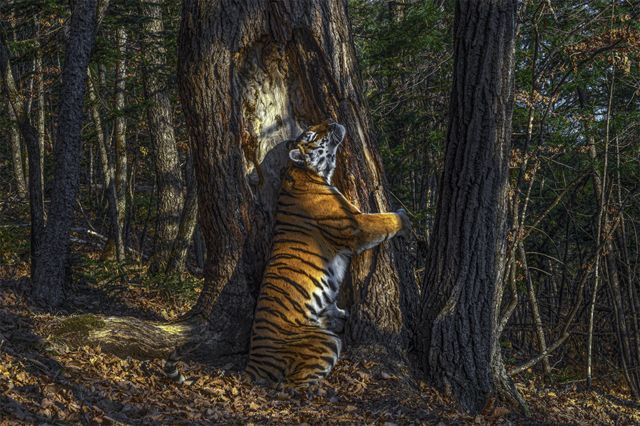 俄国摄影师戈什科夫(Sergey Gorshkov)的作品《拥抱》